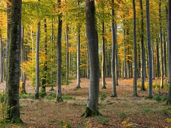 Landskabspleje